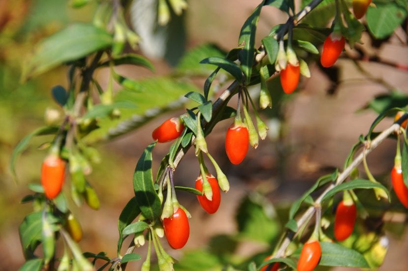 Arbusto de goji con bayas rojas maduras en la rama