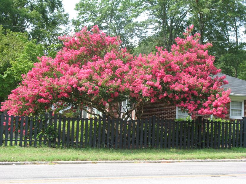 Flores rosas del árbol de Júpiter, Lagerstroemia indica, en plena floración estival