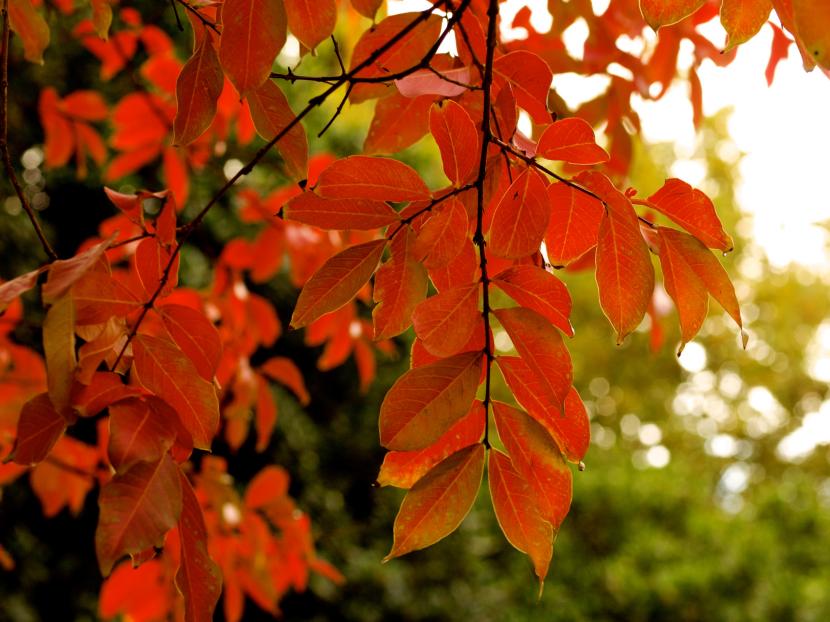 Hojas del árbol de Júpiter en otoño con tonos rojizos y anaranjados