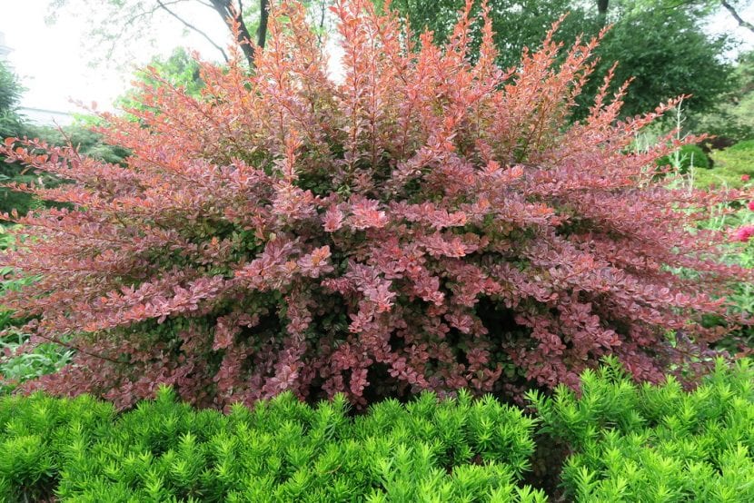 Berberis thunbergii forma atropurpurea de hoja púrpura