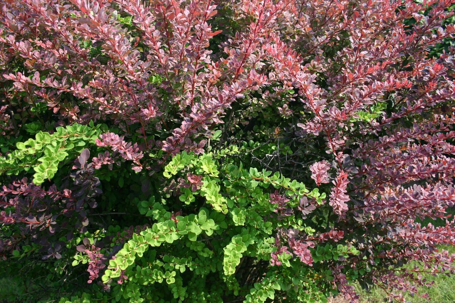 Berberis thunbergii: cultivo, poda y variedades del agracejo