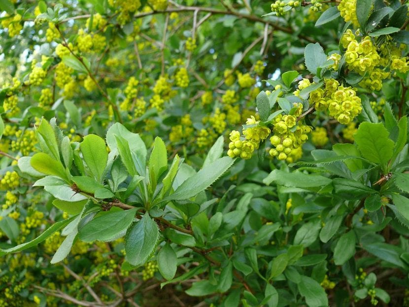 Arbusto de Berberis vulgaris con hojas y frutos