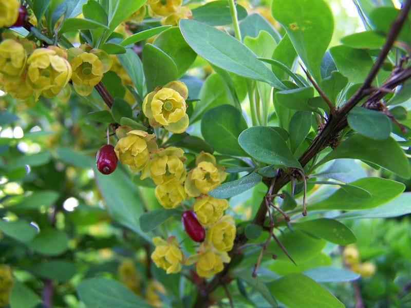 Berberis vulgaris: cultivo, poda, frutos y bonsái de agracejo