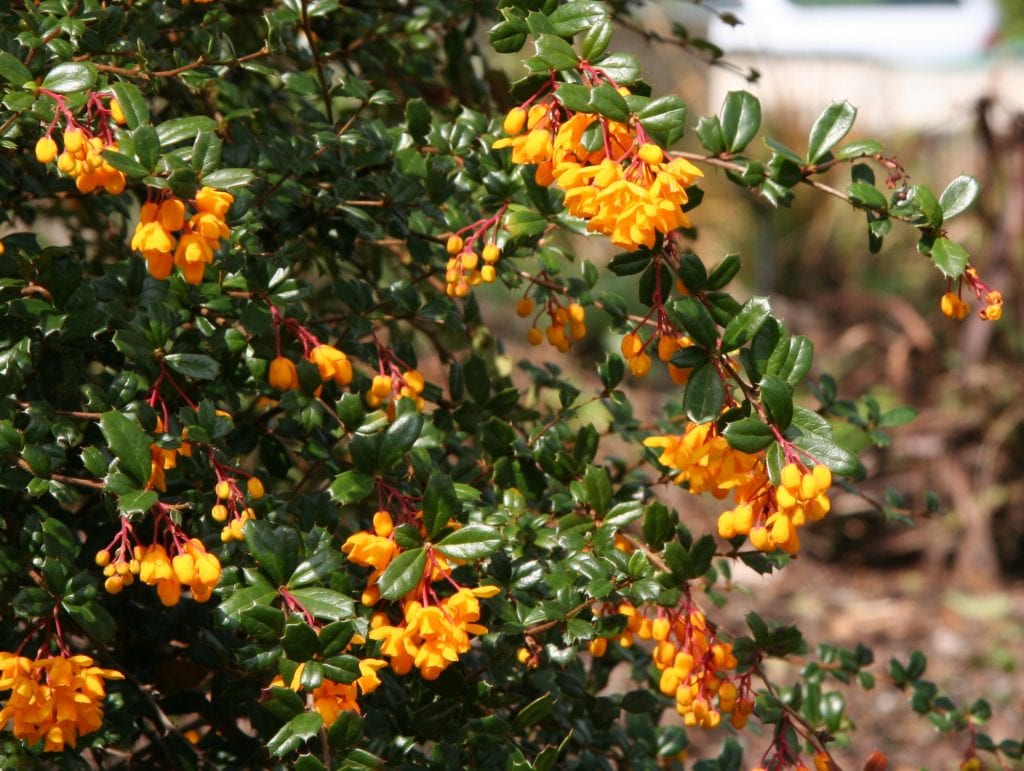 Flores amarillo anaranjadas de Berberis darwinii
