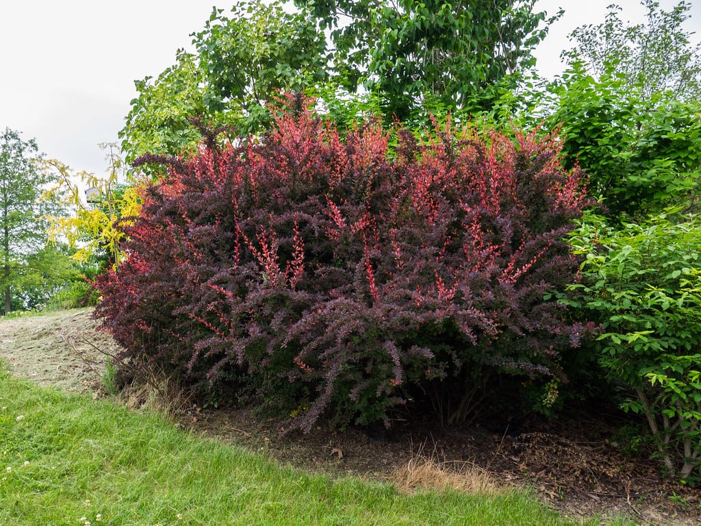 Berberis o agracejo: especies, cuidados, poda y usos