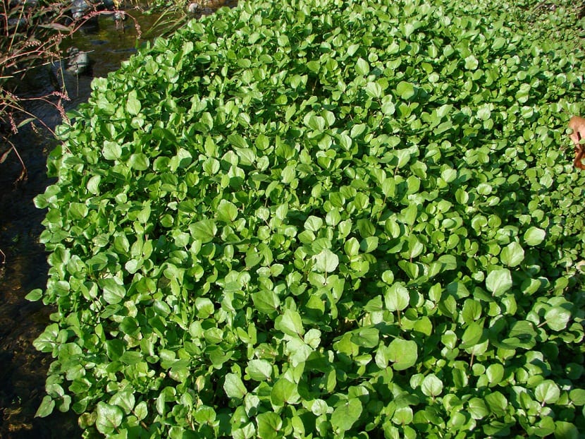 Berro de agua (Nasturtium officinale): cultivo y riesgos