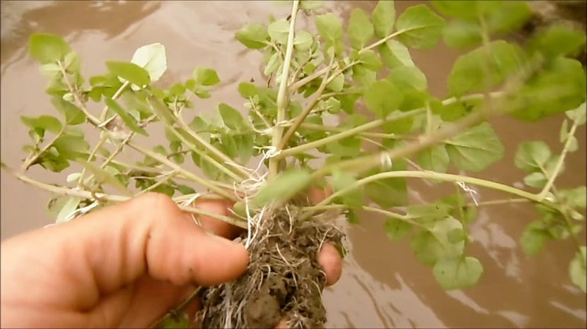 Cultivo de berros de agua en bancal inundado