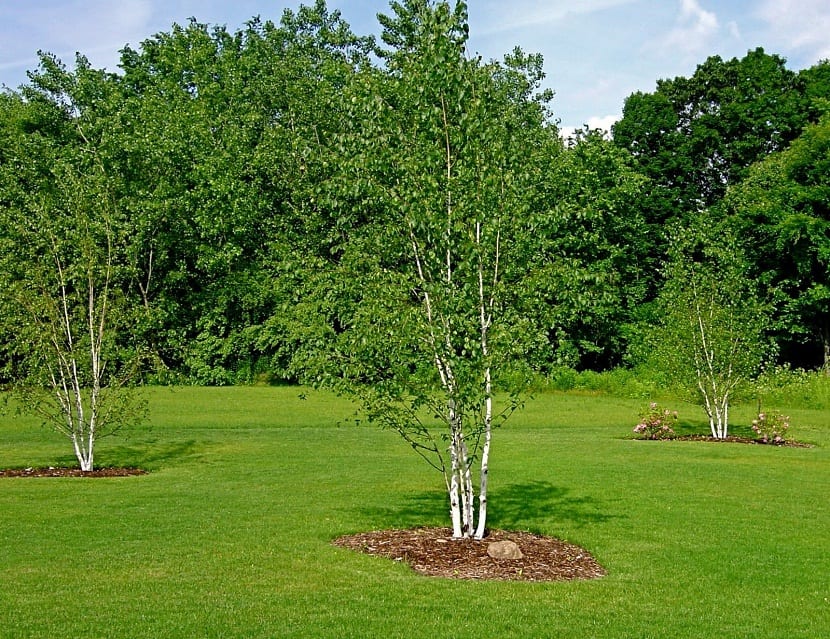 Betula papyrifera: guía de cultivo del abedul de papel