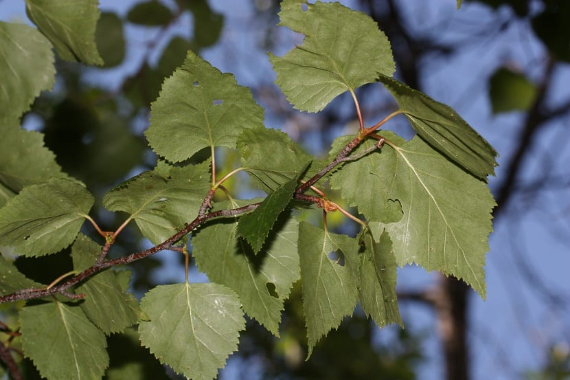 Hojas de Betula papyrifera con daños de insectos
