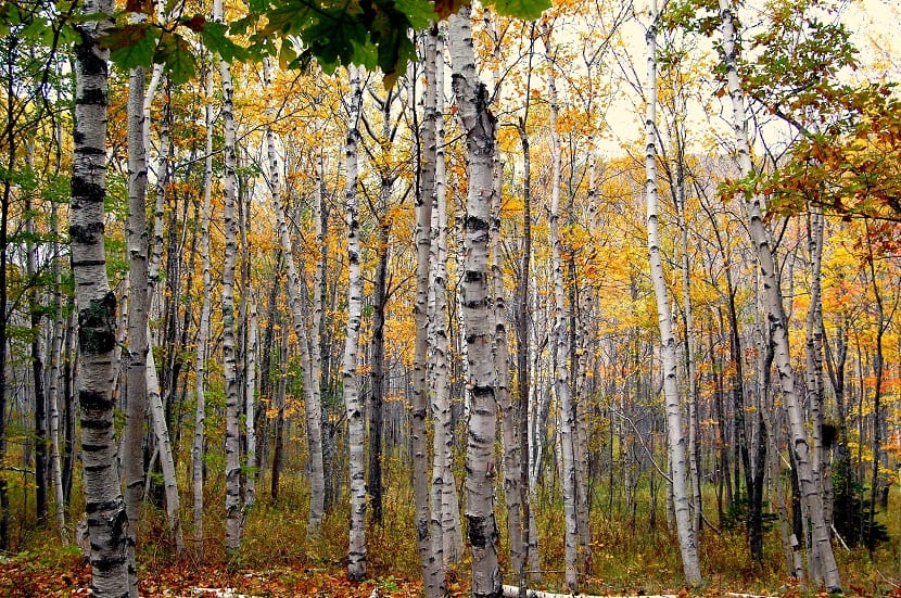 Troncos blancos y delgados de abedules en un bosque