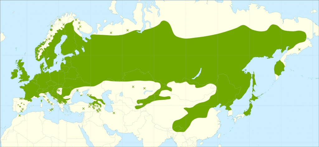 Mapa de distribución natural del Betula pendula en Europa