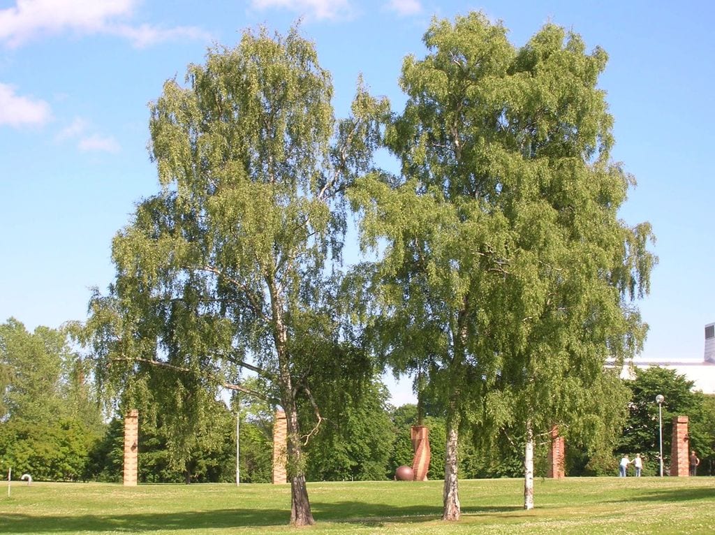 Betula pendula: dónde plantar el abedul y cómo cuidarlo