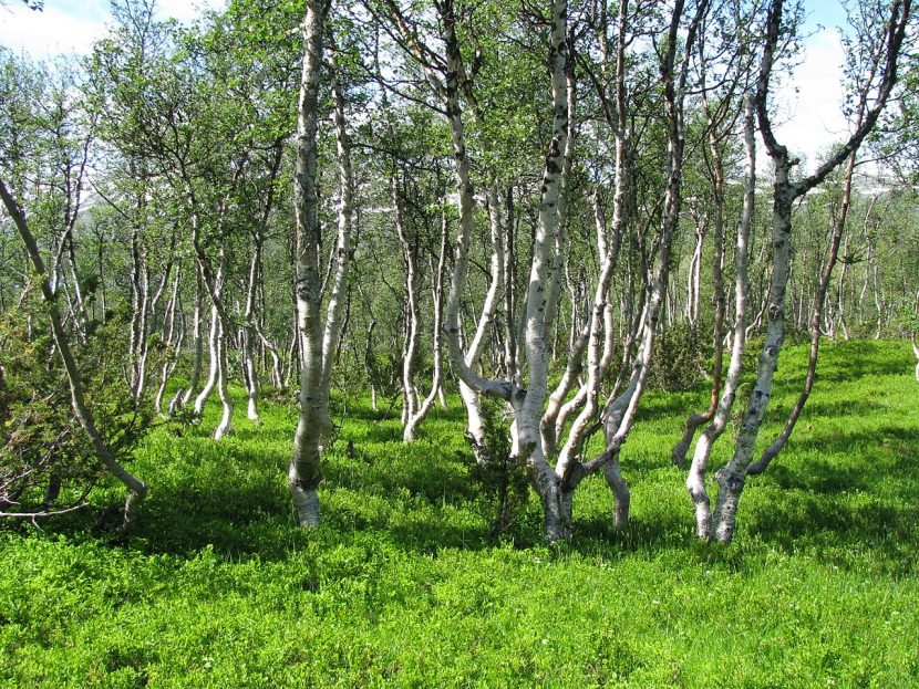 Betula pubescens creciendo en su hábitat natural de montaña