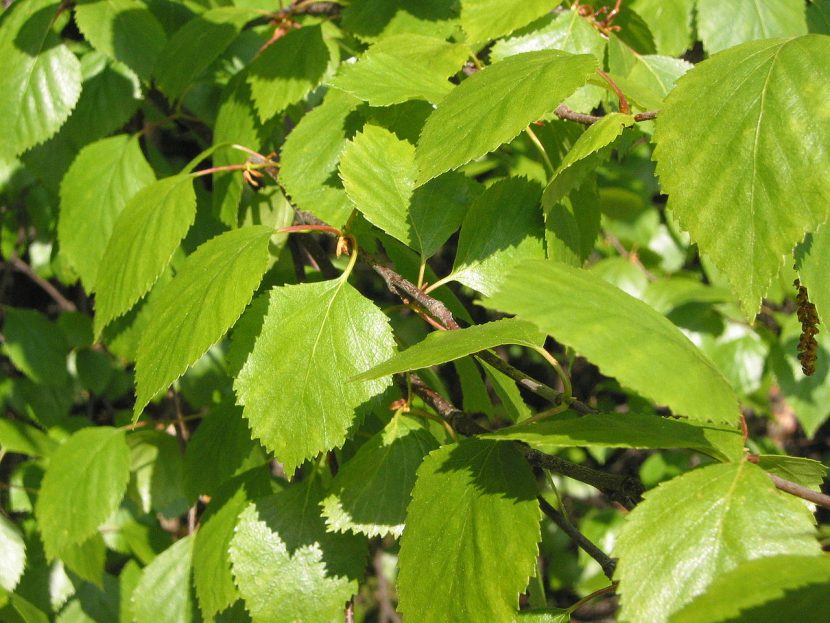 Hojas ovadas y dentadas del Betula pubescens