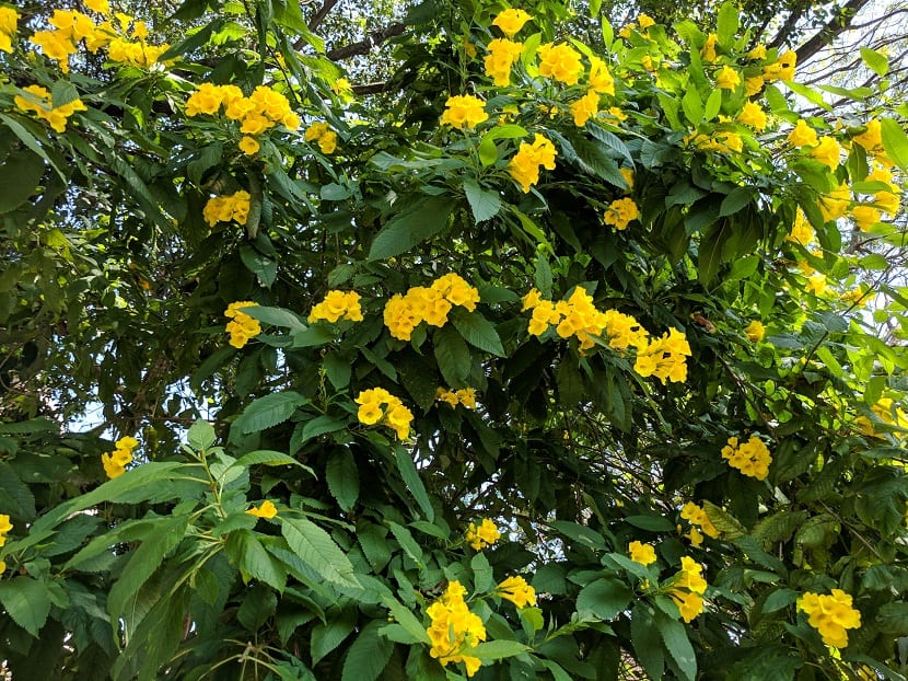 Arbusto de Tecoma stans cubierto de flores amarillas
