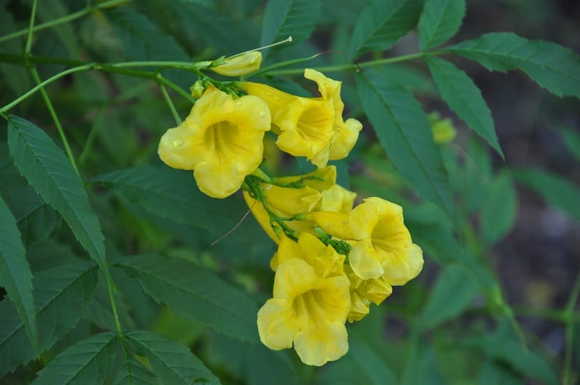 Flores amarillas en forma de trompeta de la Tecoma stans