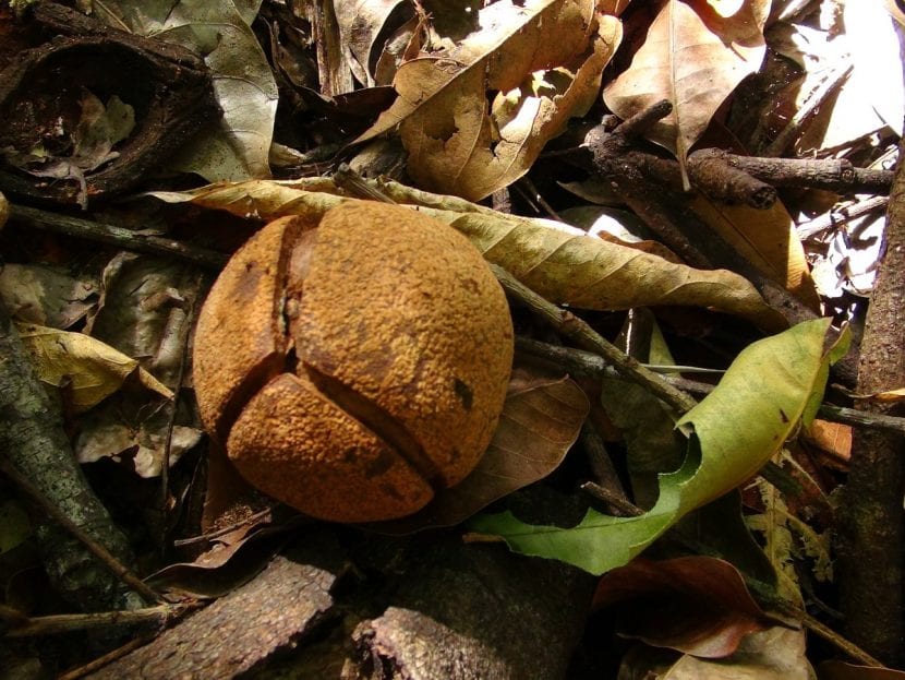 Fruto capsular de Billia con la semilla en su interior