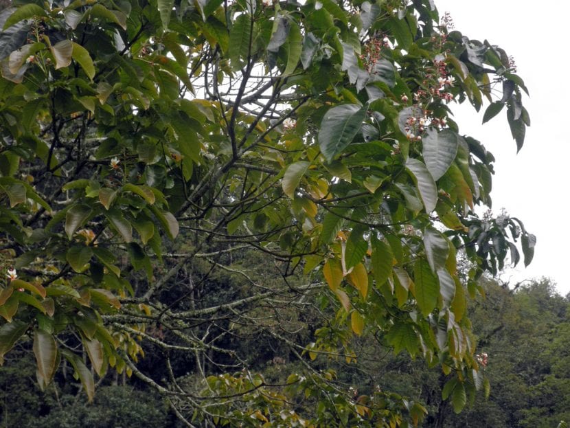Ejemplar de Billia con su follaje perenne y trifoliado