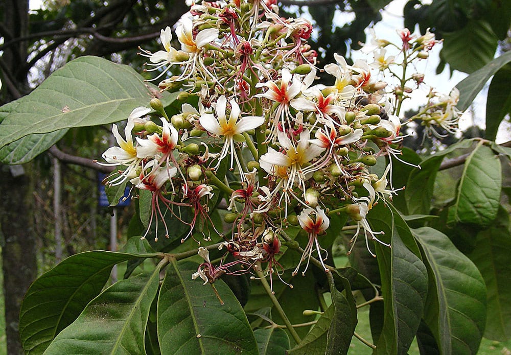Billia, el castaño de Indias tropical de hoja perenne