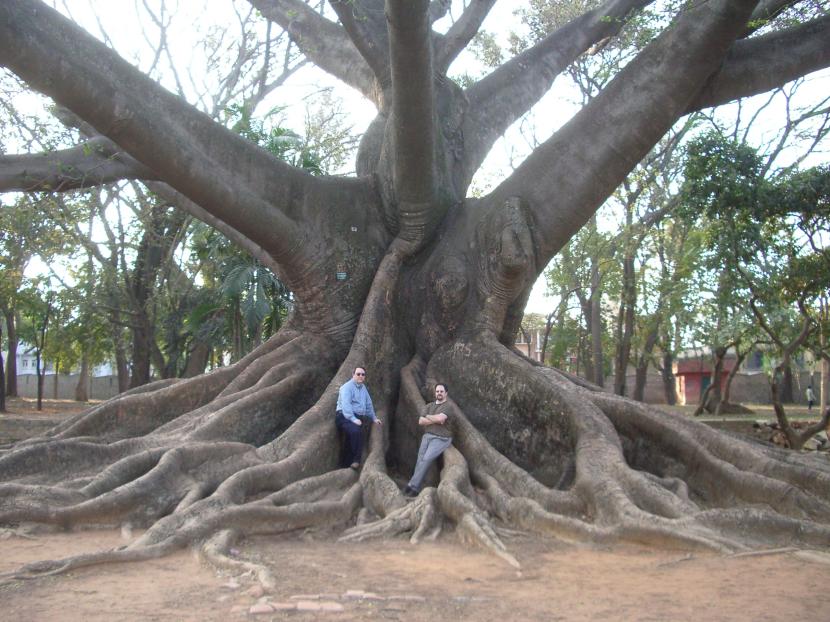 Tronco de Bombax ceiba con sus aguijones cónicos característicos