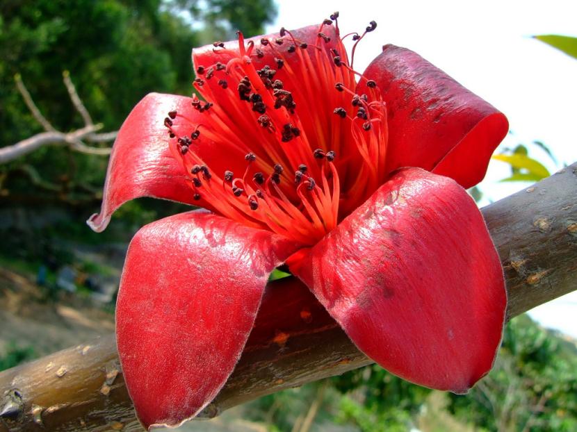 Flor roja de Bombax ceiba con sus pétalos carnosos y sus estambres