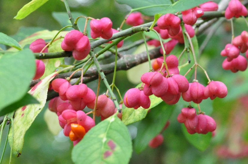 Frutos rosados abiertos de Euonymus europaeus con las semillas de arilo naranja