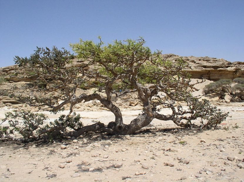 Ejemplar de Boswellia sacra creciendo entre rocas en su hábitat árido