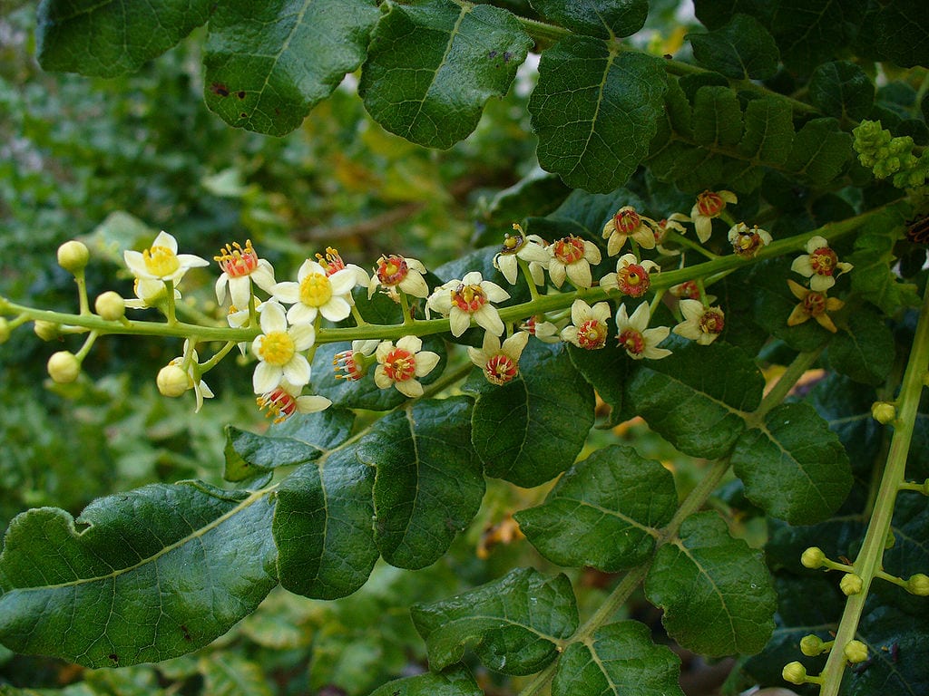 Boswellia, el árbol del incienso: cultivo en maceta