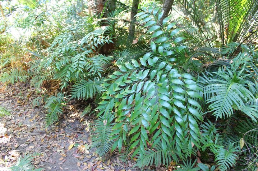 Hojas bipinnadas de Bowenia serrulata con el borde de los folíolos aserrado