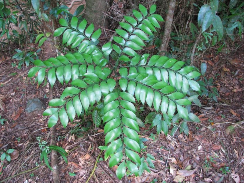 Ejemplar adulto de Bowenia spectabilis cultivado a la sombra