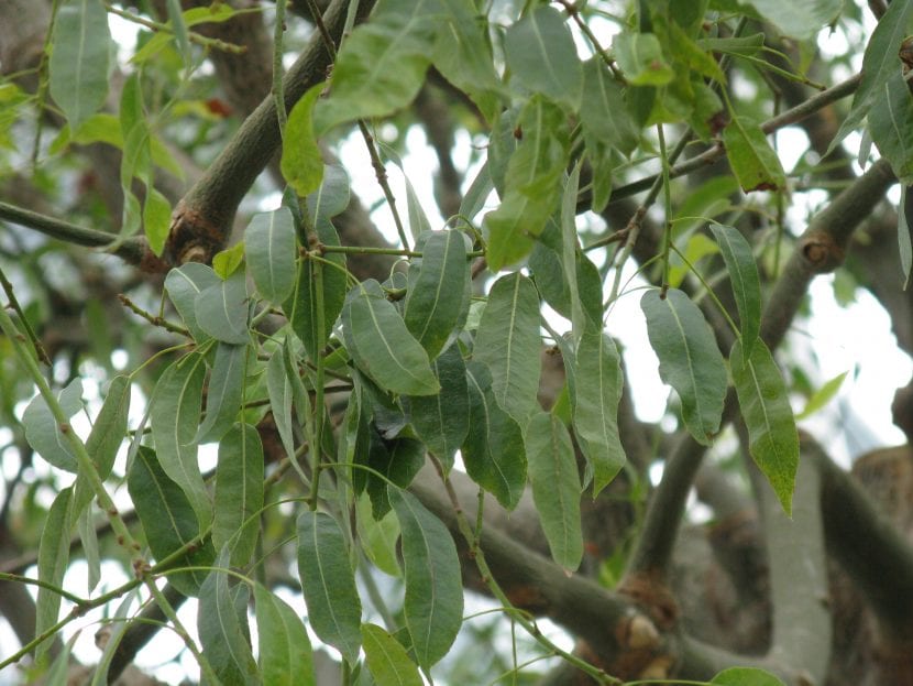 Hojas simples y lobuladas de Brachychiton rupestris
