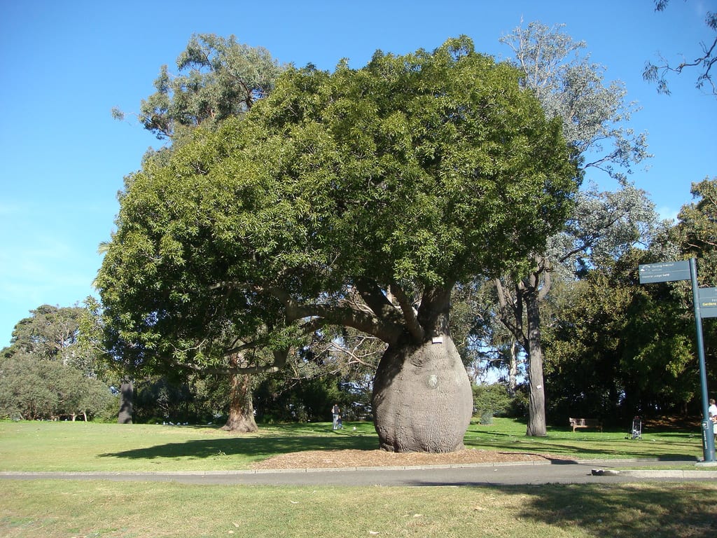 Brachychiton rupestris: cultivo del árbol botella