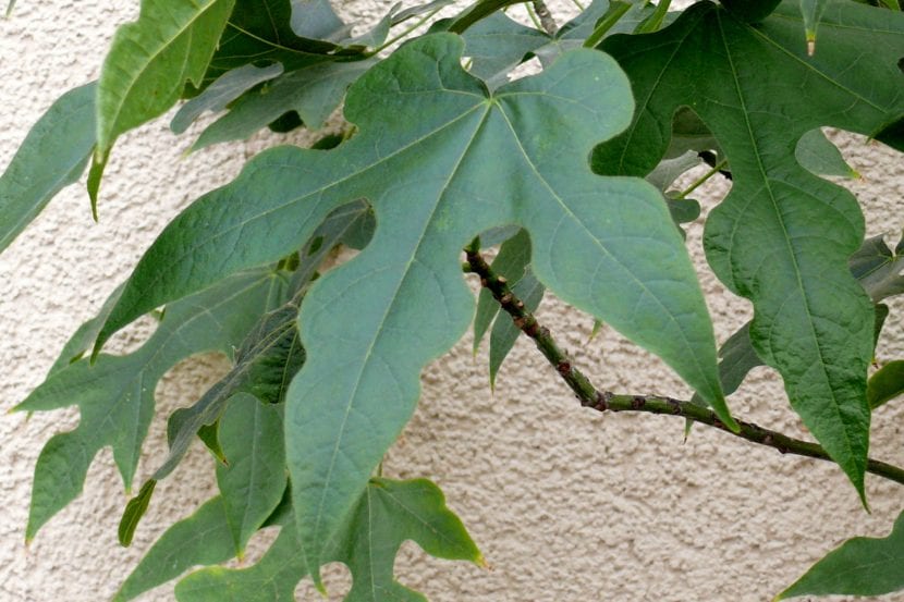 Hojas palmatilobuladas de Brachychiton discolor