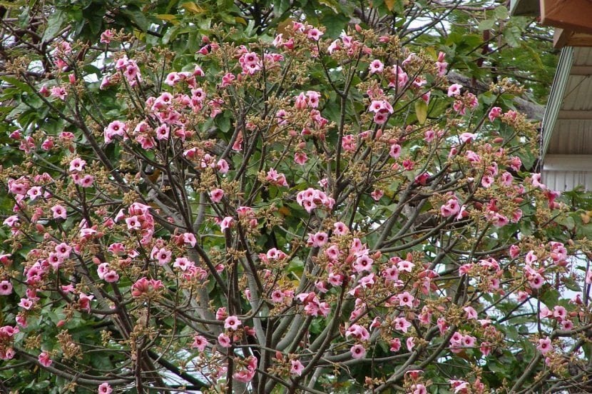 Ejemplar de Brachychiton discolor en flor