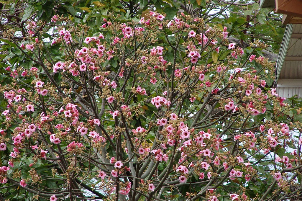 Braquiquito rosado: cultivo, floración y clima