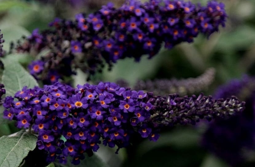 Panícula de flores de Buddleja davidii