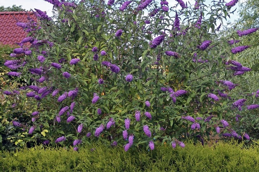 Arbusto de Buddleja davidii en un jardín
