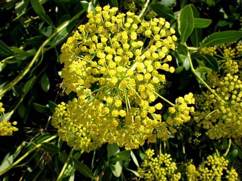 Arbusto de Bupleurum fruticosum