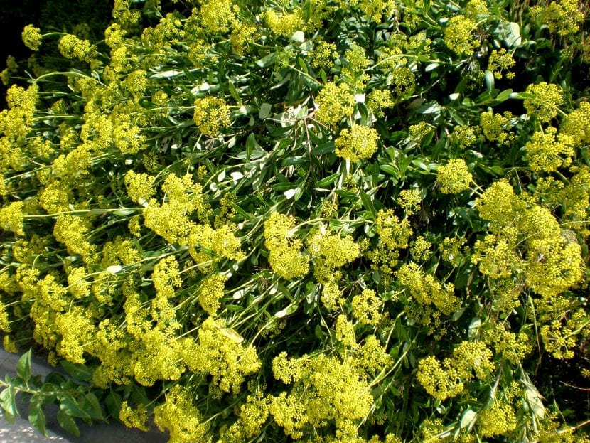 Umbelas amarillo verdosas de Bupleurum fruticosum