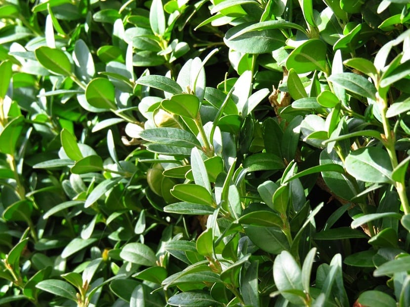 Boj (Buxus sempervirens): arbusto ornamental de hoja perenne