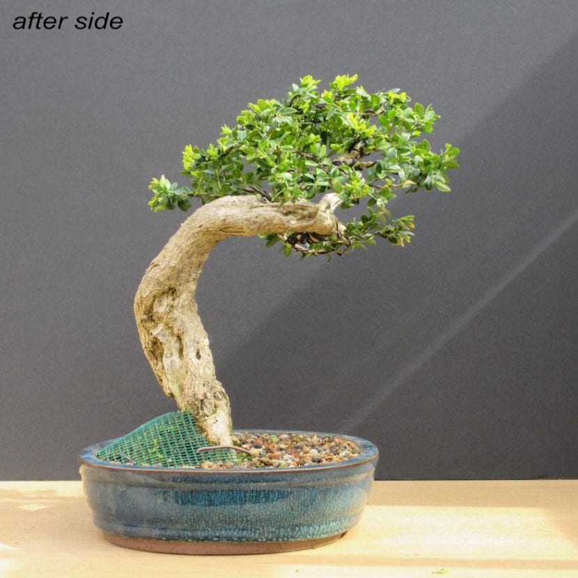 Bonsái de Buxus sempervirens en maceta