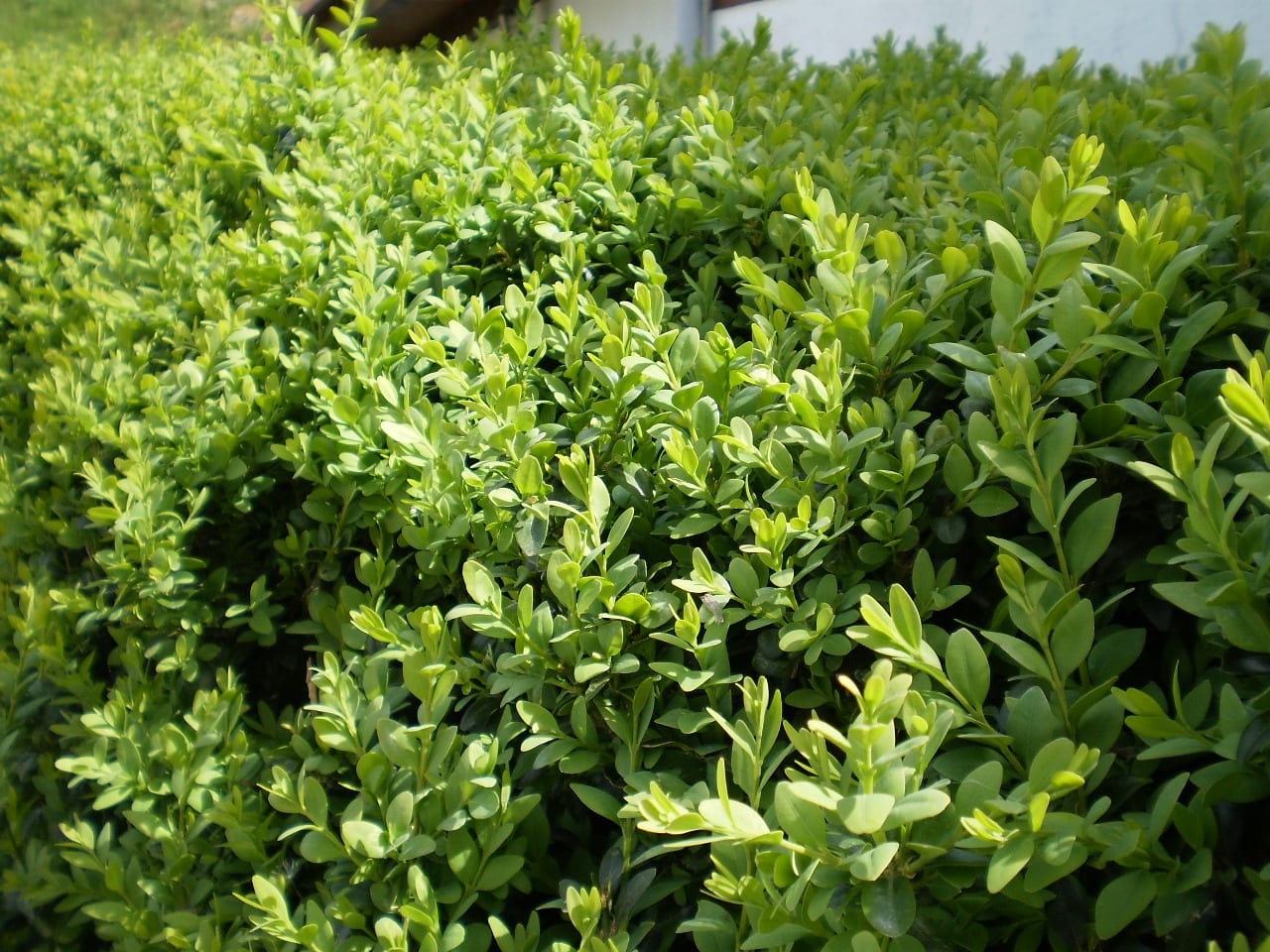 Buxus sempervirens: cuidados, poda y plagas del boj común
