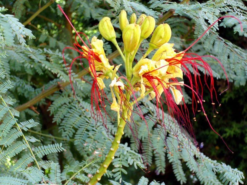 Flor amarilla con largos estambres rojos de Caesalpinia gilliesii