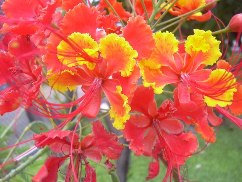 Flores naranjas y amarillas de Caesalpinia pulcherrima