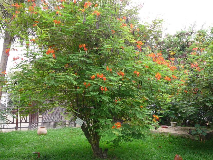 Ejemplar adulto de Caesalpinia pulcherrima en flor