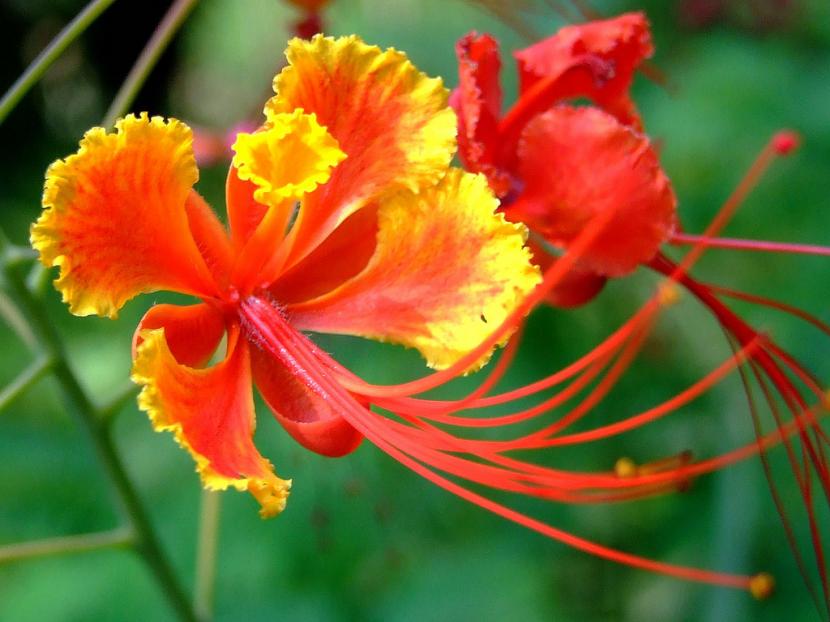 Flor de Caesalpinia pulcherrima con estambres rojos alargados