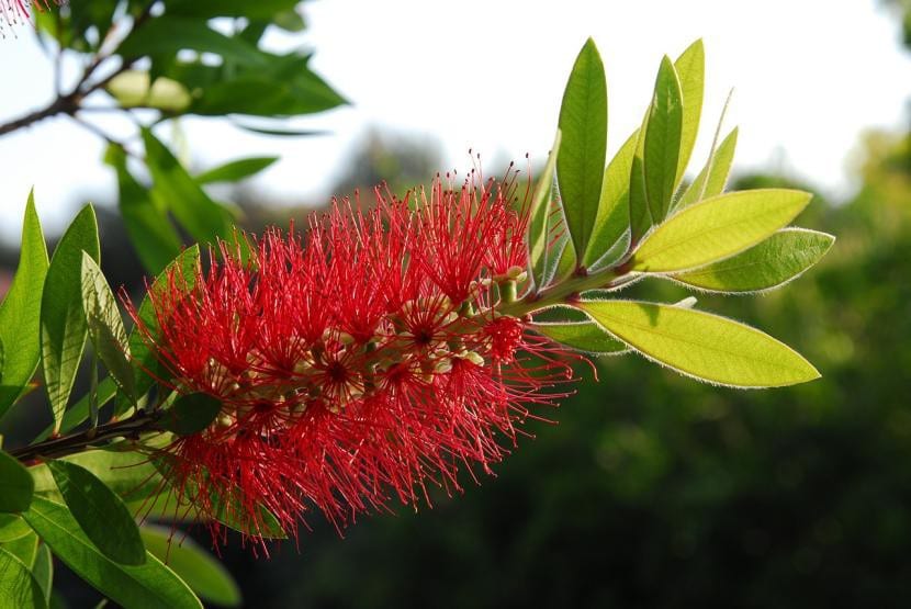 Espigas rojas de Callistemon citrinus