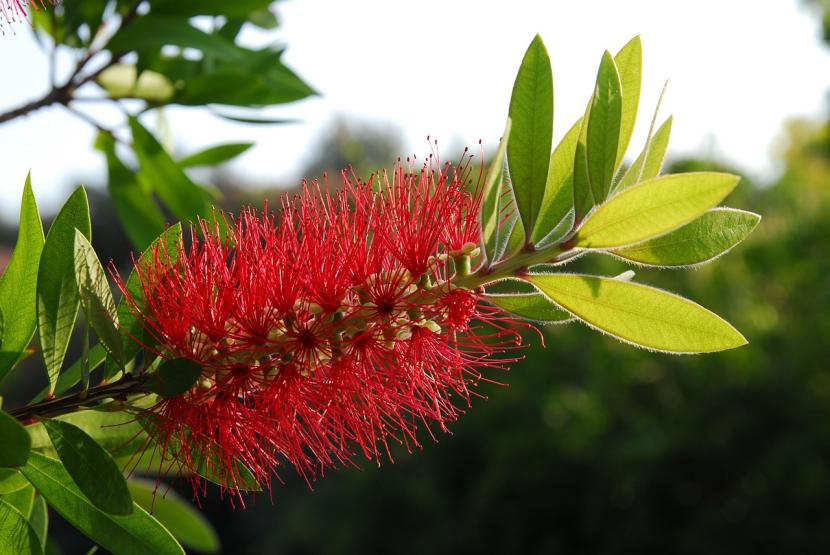 Callistemon citrinus: cultivo, poda y cuidados del limpiatubos