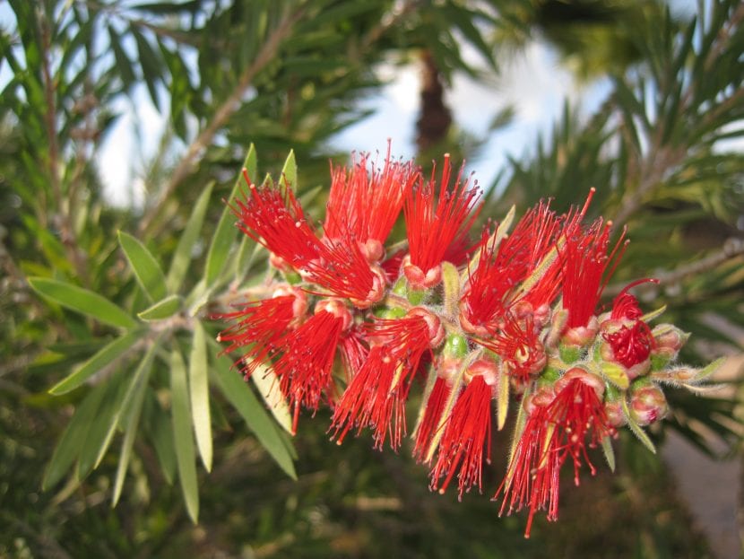 Flor roja de Callistemon viminalis