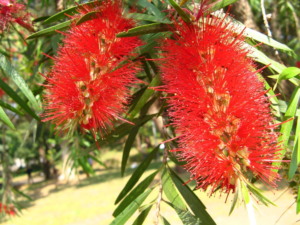 Callistemon viminalis: el limpiatubos llorón y sus cuidados